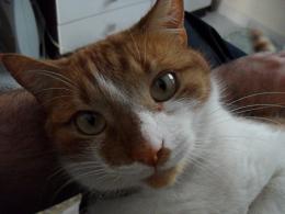 Maquinho, meu animal de estimação